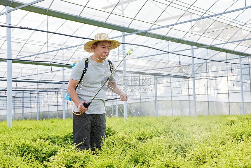 农民在种植园里喷洒农药除虫图片