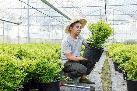 种植园里农民为盆栽塑性修剪图片