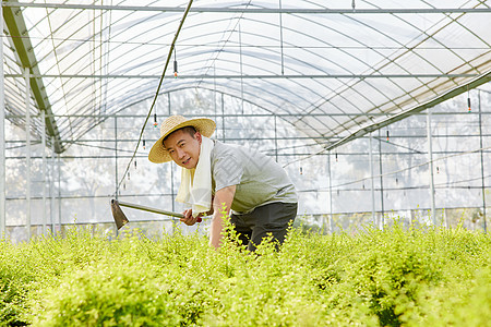 种植园中拿着锄头劳作的农民形象图片