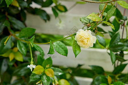 雨季后的鲜花图片