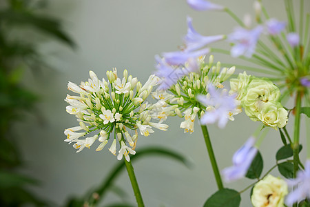 雨后院子里的鲜花图片