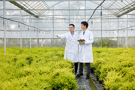 实地考察种植园情况的科研员高清图片