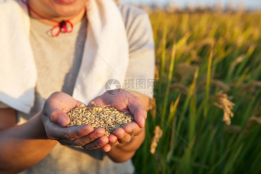 农民手捧饱满的麦粒特写图片