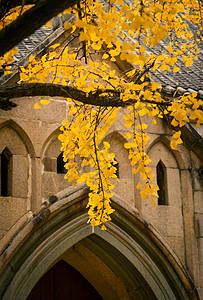 秋天的银杏和古建筑图片