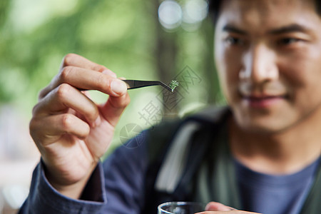 户外提取大树标本的科研人士高清图片