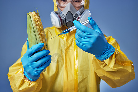 科研人员给玉米注射药水图片