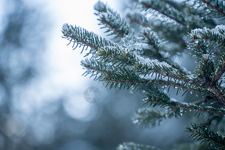 树叶雪冬天冰冻的树叶背景