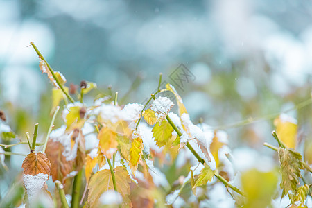 雪地树叶冬季雪中的树叶背景