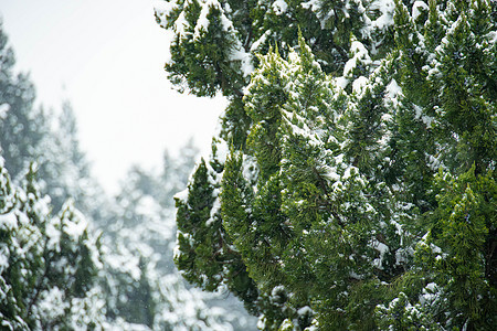 冬季雪中的树叶图片
