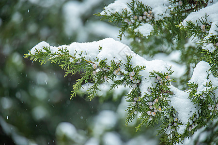 冬季松树冬季雪中的树叶背景