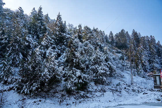 冬天落雪的树林图片
