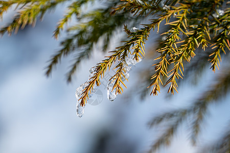 冰树冬天冰雪中的植物背景