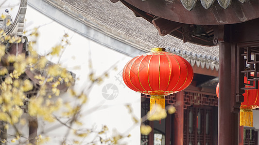 春节中国年冬天新年腊梅和红灯笼背景