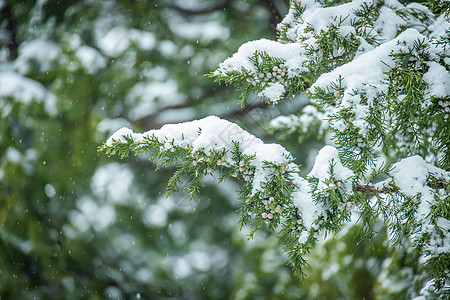 冬季雪中的松树叶背景图片