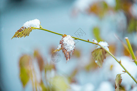 冬季雪中的松树叶图片