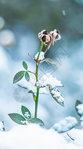 雪地树叶冬季雪中的树叶背景