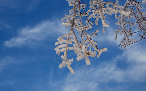 内蒙古冬季蓝天白云树挂冰雪图片