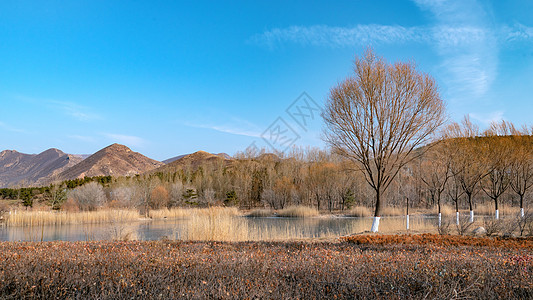 内蒙古冬季树木冰湖蓝天景观背景