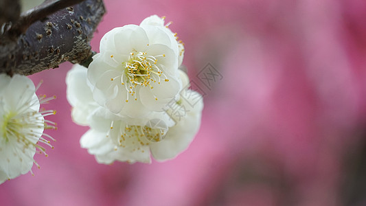 鲜花盆栽冬季梅花特写背景