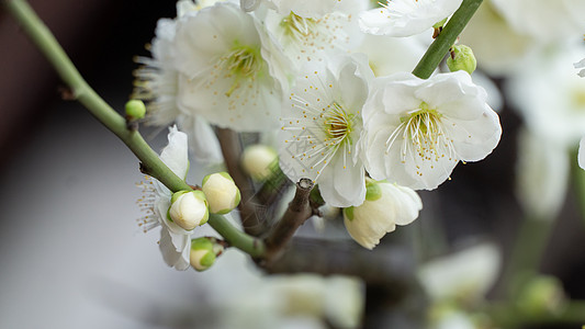 鲜花盆栽冬季梅花特写背景