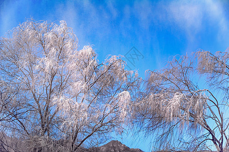 冬季蓝天冰挂树木图片