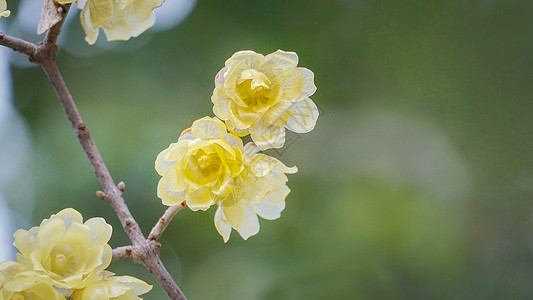 鲜花特写冬季早春梅花特写背景