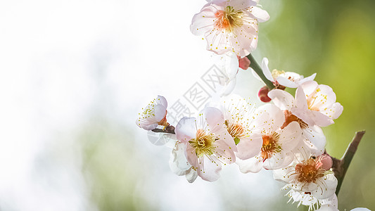 白色花瓣冬季早春梅花特写背景