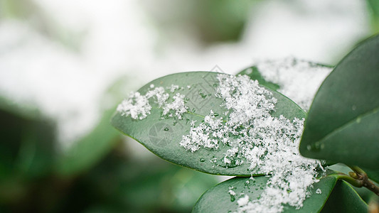 树叶雪冰雪消融风光背景