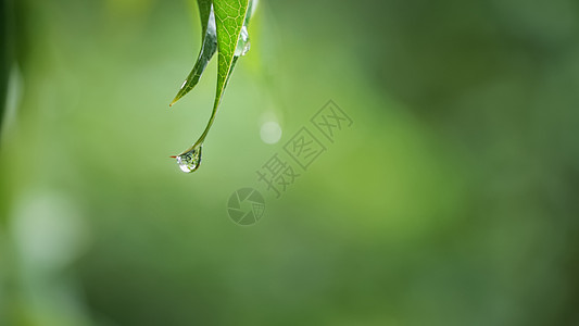 露珠树叶春天叶子滴落的雨水背景