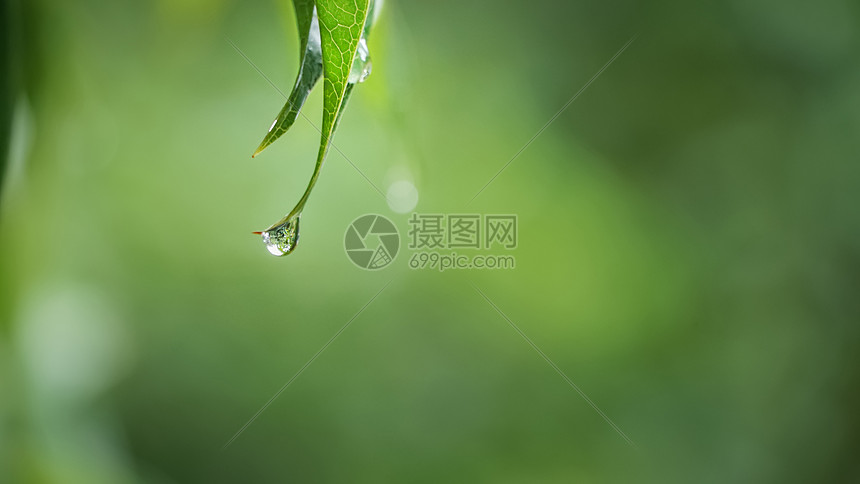 春天叶子滴落的雨水图片