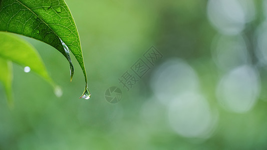 春天叶子滴落的雨水图片