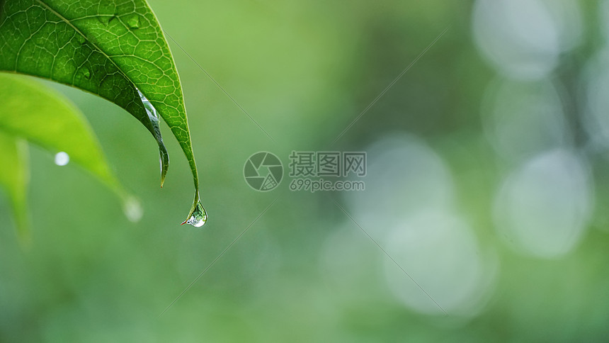 春天叶子滴落的雨水图片