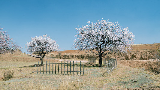 内蒙古春天杏树杏花植被蓝天图片