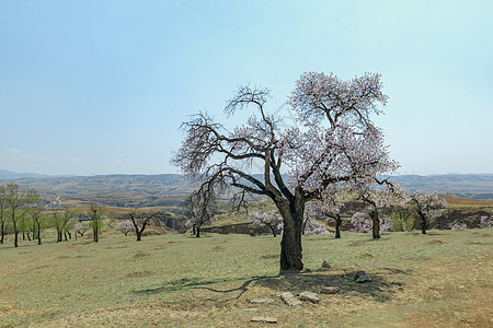 内蒙古春天杏树杏花植被蓝天背景图片