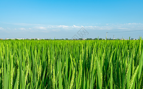 麦田风景夏日绿油油的稻田背景