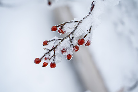 飞溅的雪花冰雪中的植物背景