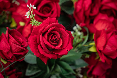 浪漫气氛情人节玫瑰花背景