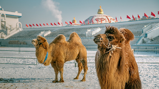 冰雪旅游冬季冰雪蒙元建筑骆驼背景