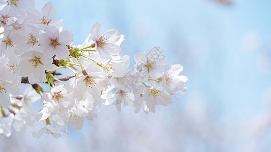 绿叶特写春天盛开的樱花背景