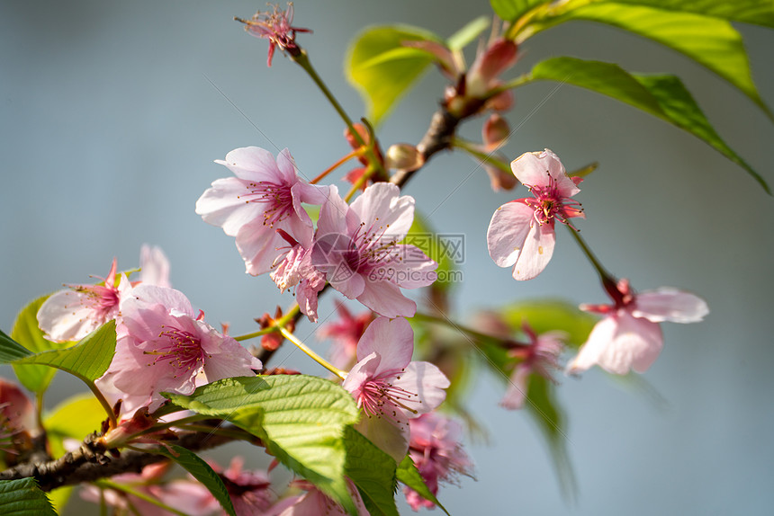 春天的樱花图片