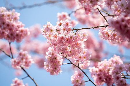 活力生机春天的樱花背景