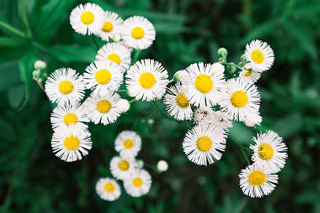 小雏菊春天充满生机的花朵背景