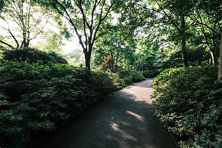 清晨树林充满生机的春天景色背景