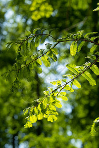 阳光自然绿植绿叶背景图片