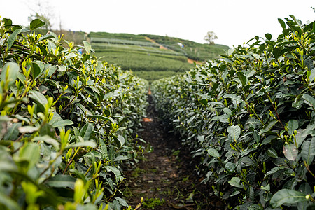 茶叶嫩芽浙江茶园的茶树背景