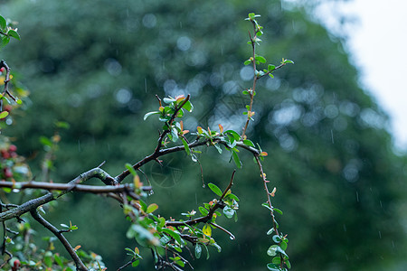 春天绿叶上的雨水背景