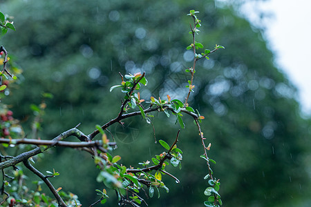春天绿叶上的雨水图片