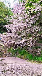 山西风景春天盛开的樱花树林背景