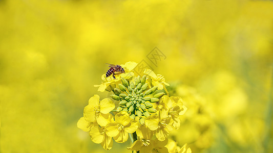 油菜花 蜜蜂春天油菜花上的蜜蜂背景