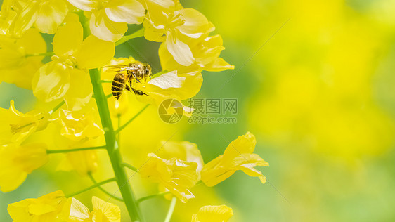 春天油菜花上的蜜蜂图片